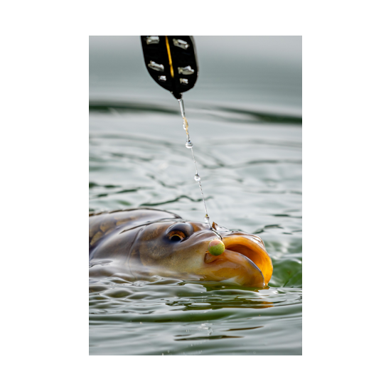 Wafter Sonubaits - Spike'um Wafter Meaty Mussel 8mm
